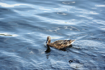 A female mallard duck, Latin name Anas platyrhynchos, swims in the river.