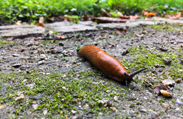 Close up view of common brown slug on the ground outside. Big slimy brown snail slugs crawling in the garden
