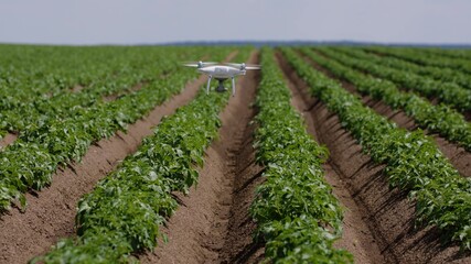Fototapeta na wymiar Flying Smart Agriculture Drone. Artificial Intelligence. Drone Scan Agriculture Farm. Agriculture Innovation. Farming Field Industry. Analyze the Field. Professional Vehicle Aircraft
