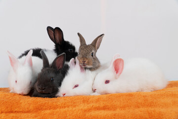 Easter animal bunny concept. Group of adorable little baby rabbit bunny lying down together relax...