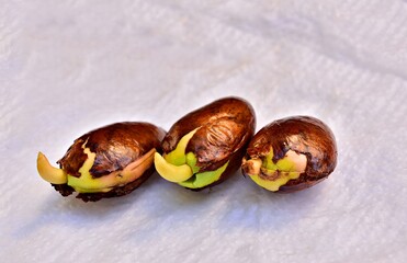 germination of santol seeds on tissue paper with adequate humidity