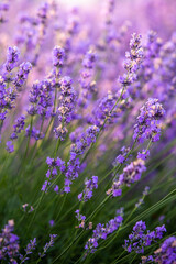 Beautiful lavender field at sunrise. Purple flower background. Blossom violet aromatic plants.