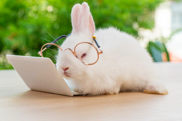 Easter holiday animal, technology e-learning concept. Baby bunny white wearing eye glasses with...