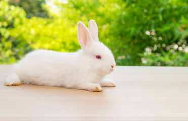 Adorable newborn tiny bunny white rabbit sitting on the wood while looking at something over bokeh natural green tree background. Easter holiday animal concept.