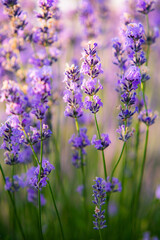 Fototapeta premium Beautiful lavender field at sunrise. Purple flower background. Blossom violet aromatic plants.