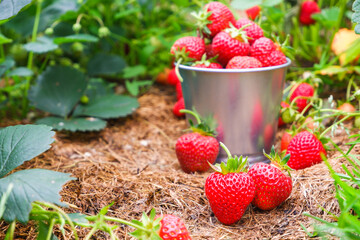 Red ripe juicy strawberries in a metal bucket in a mulched garden. Harvesting organic berries...