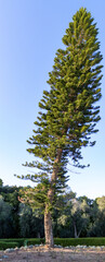 Fototapeta na wymiar Crooked cypress tree