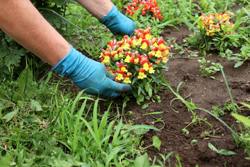 A farmer weeds a garden bed and a flower garden, collects weeds from a flower bed in the garden