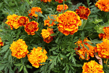 Close up of a beautiful calendula flower (Tagetes erecta, Mexican, Aztec or African marigold) in the garden. Beautiful flower background