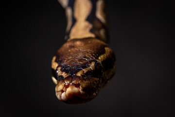 Royal Python  (Python regius) Studio Photography