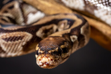 Royal Python  (Python regius) Studio Photography
