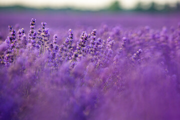Beautiful lavender field at sunrise. Purple flower background. Blossom violet aromatic plants.