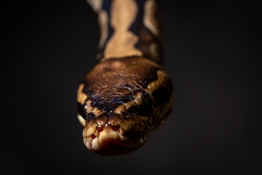 Royal Python  (Python regius) Studio Photography