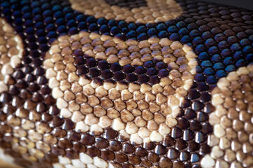 Royal Python  (Python regius) Studio Photography