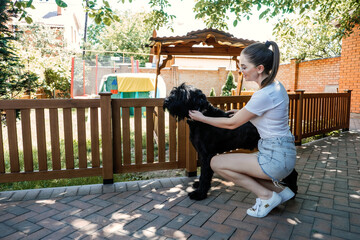 Young woman playing with giant schnauzer in the backyard. The owner training his dog pet in summer day
