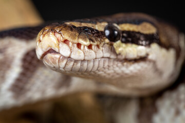 Royal Python  (Python regius) Studio Photography