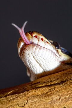 Royal Python  (Python regius) Studio Photography