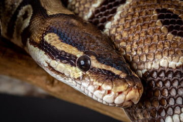 Royal Python  (Python regius) Studio Photography