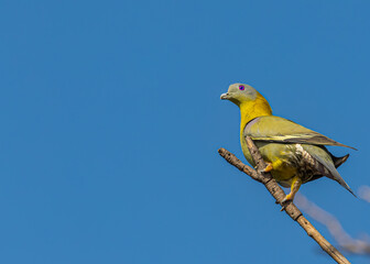 Yellow Footed Green Pigeon sitting on tree