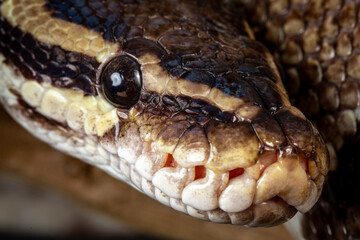 Royal Python  (Python regius) Studio Photography