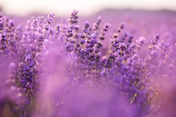 Raamstickers Beautiful lavender field at sunrise. Purple flower background. Blossom violet aromatic plants. © romeof