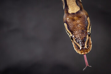 Royal Python  (Python regius) Studio Photography