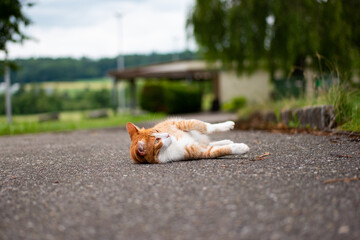 Beautiful domestic ginger cat relaxing on the asphalt pavement daytime no people nature in the background shallow depth of field