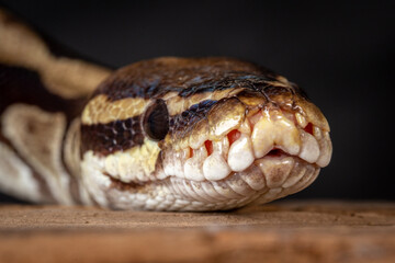 Royal Python  (Python regius) Studio Photography