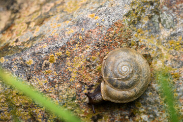 air breathing land snail (Corneola squamatina)