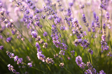 Beautiful lavender field at sunrise. Purple flower background. Blossom violet aromatic plants.