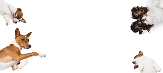 Art collage made of funny dogs different breeds posing isolated over white studio background.