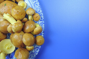 Freshly forest picked oiler mushrooms on blue background with copy space
