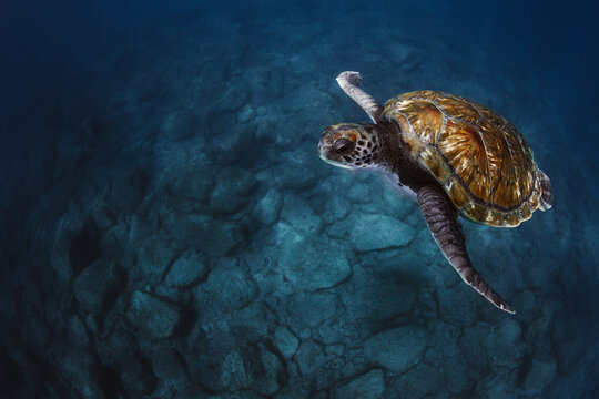 Green turtle swimming in blue sea