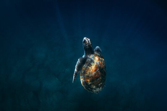 Green turtle swimming in blue sea