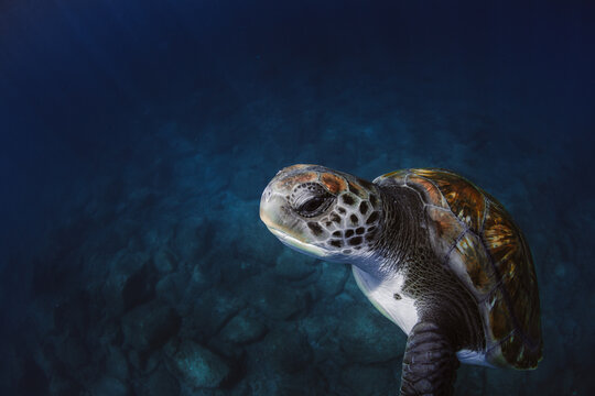 Green turtle swimming in blue sea