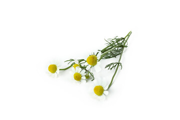 Beautiful chamomile flowers isolated on white background - obrazy, fototapety, plakaty