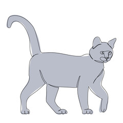 cat line drawing, picture, isolated