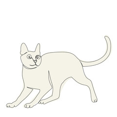 cat line drawing, picture, isolated, vector