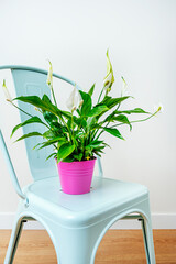 Pink pot with spathiphyllum plant on pale blue garden chair