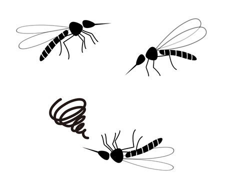 78 Best ヒトスジシマカ Images Stock Photos Vectors Adobe Stock