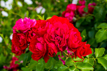 Wunderschöne rot blühende Rosen