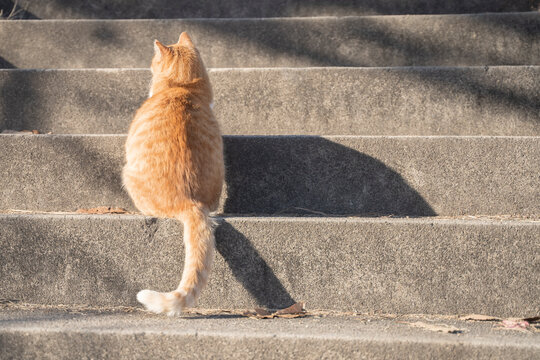 「子猫の後ろ姿」の写真素材 | 585件の無料イラスト画像 | Adobe Stock