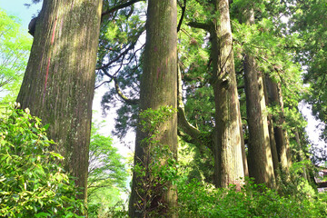 杉並木　箱根　神奈川県箱根の風景