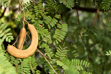 Group of tmarind fruit with green leafl background