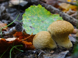 mushrooms in the forest