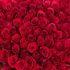 Fresh red roses bouquet, close up. Floral, natural background. Bright image of delicate, magnificent rose flower.