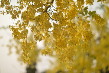 Soft Golden shower flower is bloom. It is a flowering plant in the family Fabaceae. It golden yellow color petals flower. Golden shower flower is popular ornamental plant and used in herbal medicine.
