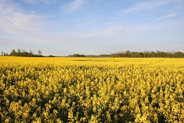Obraz premium Beautiful endless rapeseed fields blooming with bright yellow flowers in May days