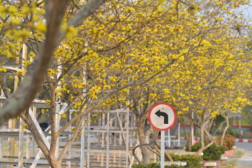  Golden Shower Tree with traffic sign