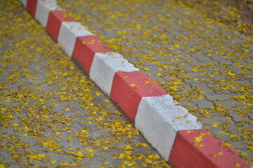 Cassia fistula fall on the lawn.